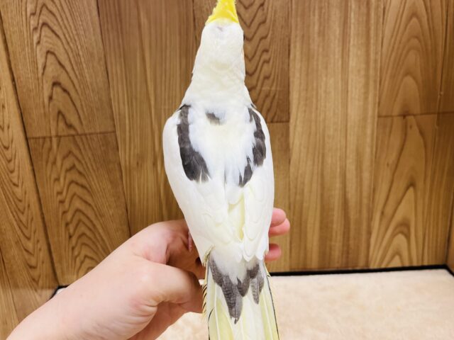オカメインコ