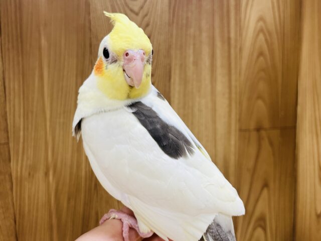 オカメインコ