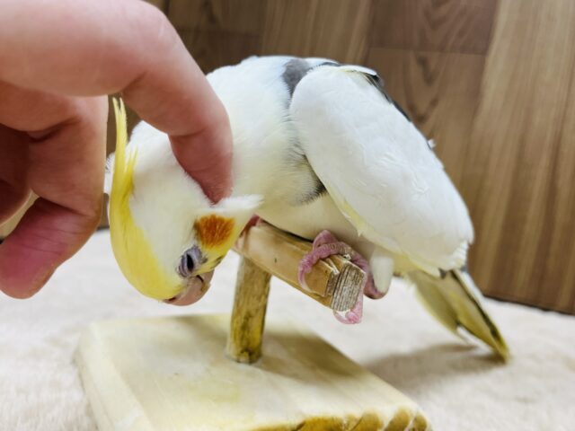 オカメインコ