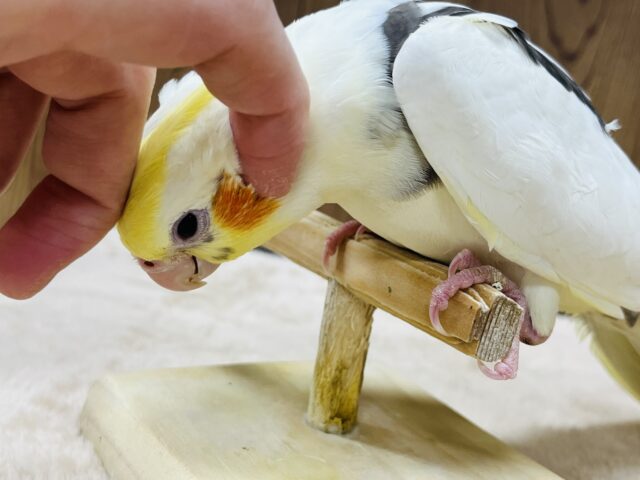 オカメインコ