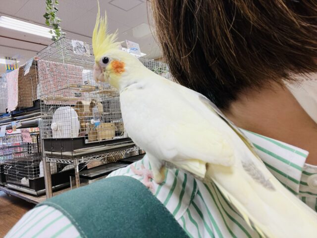オカメインコ