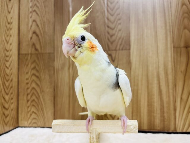 オカメインコ
