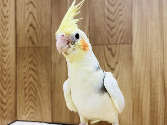 オカメインコ