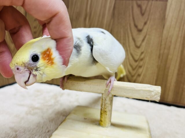 オカメインコ