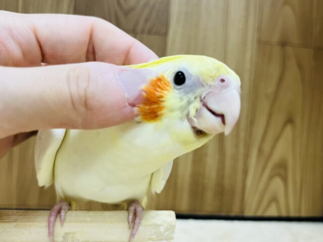 オカメインコ