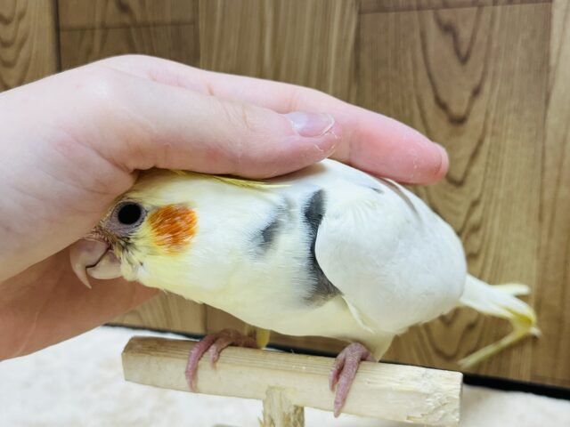 オカメインコ