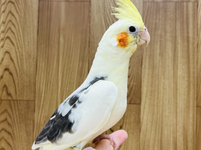 オカメインコ