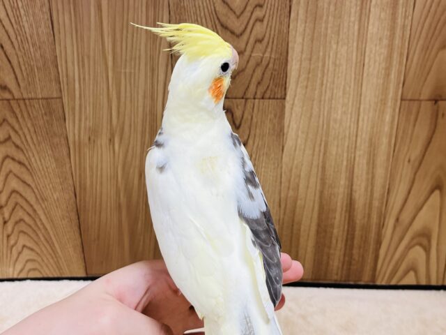 オカメインコ