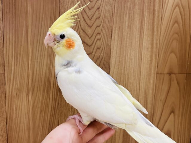オカメインコ