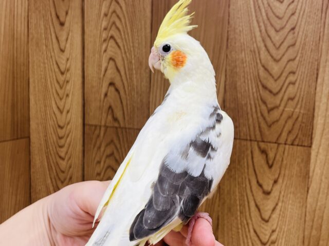 オカメインコ
