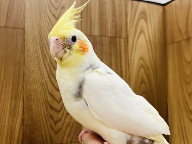 オカメインコ