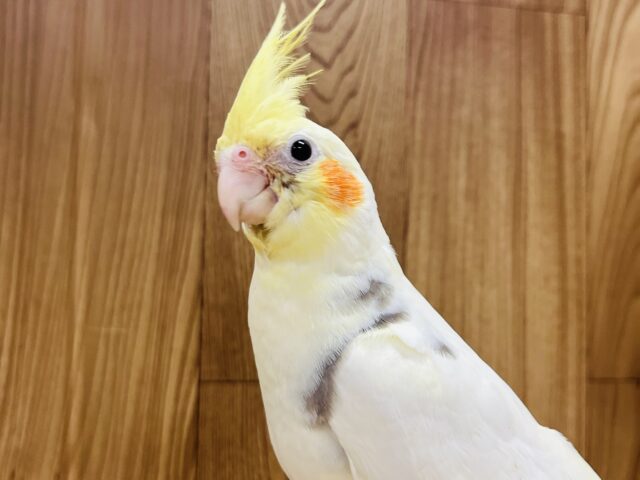 オカメインコ