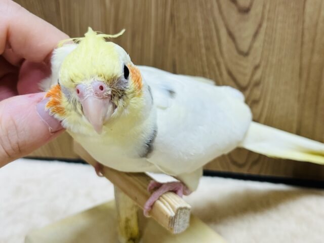 オカメインコ