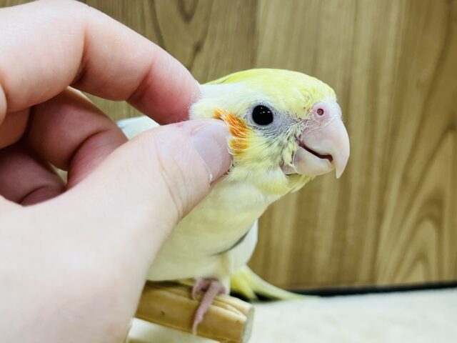 オカメインコ