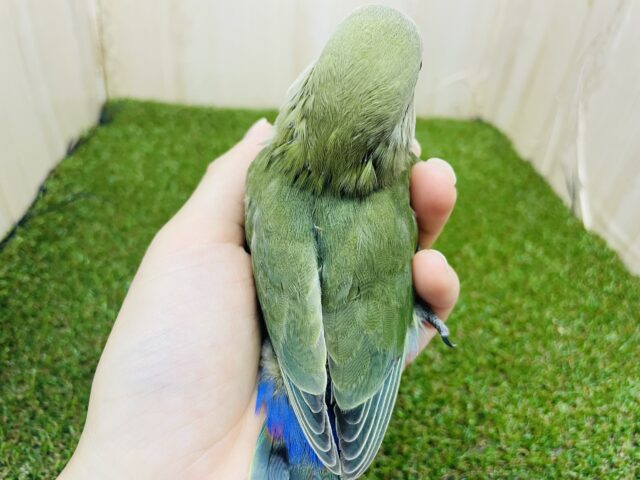 コザクラインコ（小桜インコ）