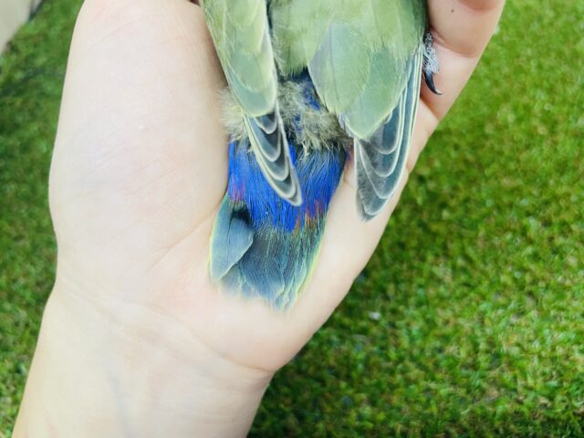 コザクラインコ（小桜インコ）