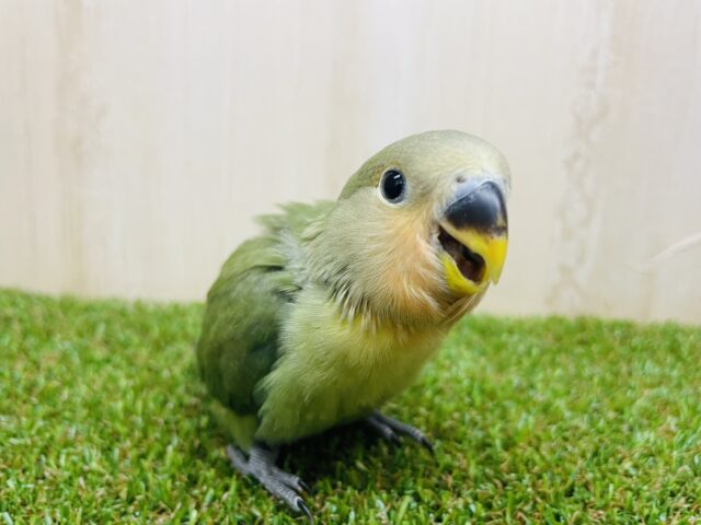 コザクラインコ（小桜インコ）