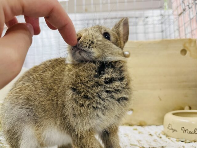 ネザーランドドワーフ