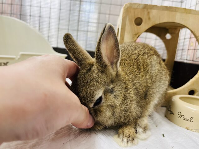 ネザーランドドワーフ