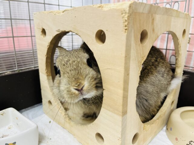 ネザーランドドワーフ