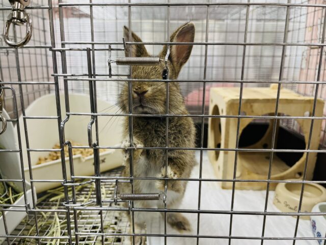 ネザーランドドワーフ