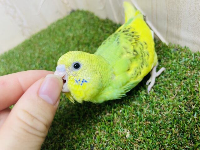 セキセイインコ