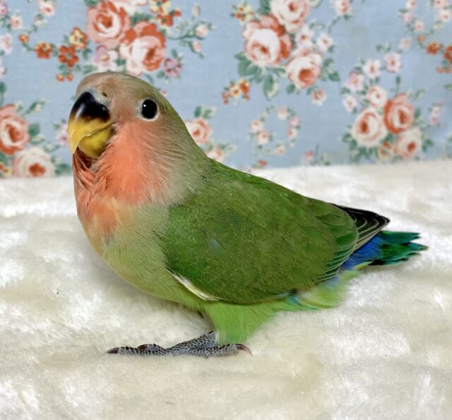 コザクラインコ（小桜インコ）