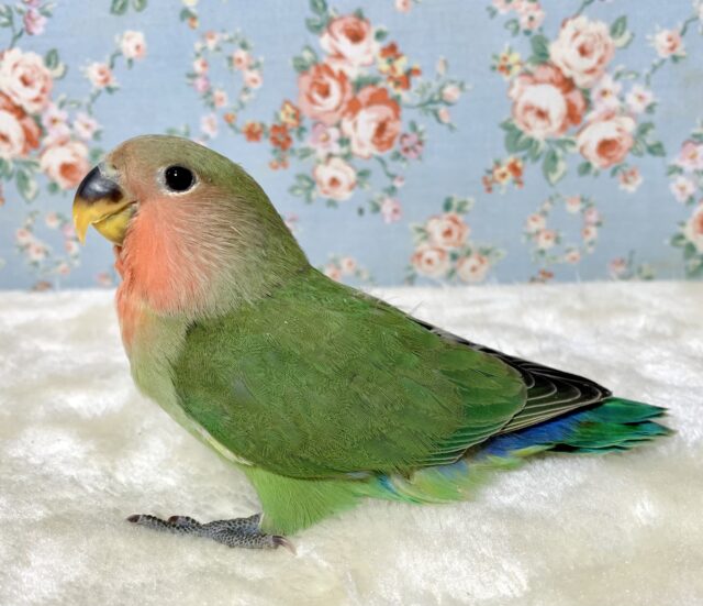 コザクラインコ（小桜インコ）