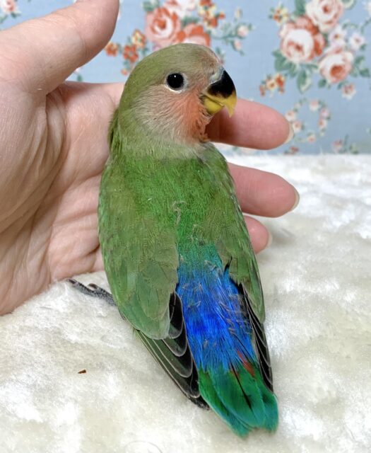 コザクラインコ（小桜インコ）