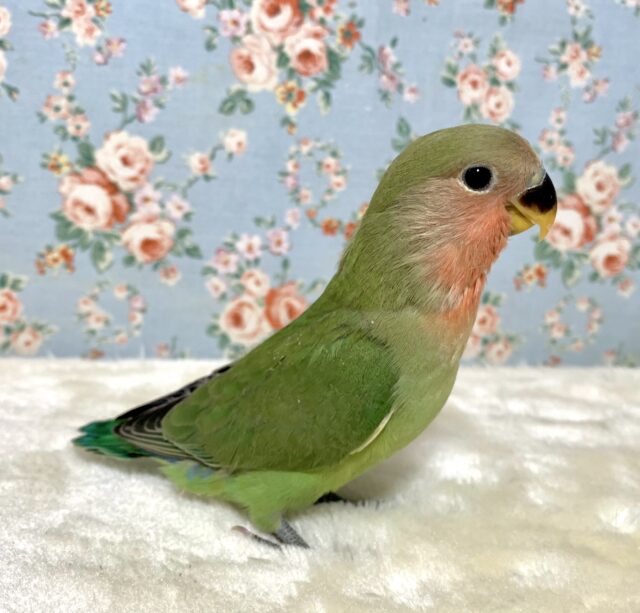 コザクラインコ（小桜インコ）