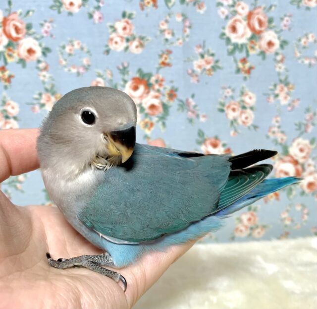 コザクラインコ（小桜インコ）