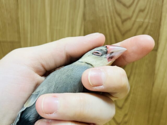 桜文鳥