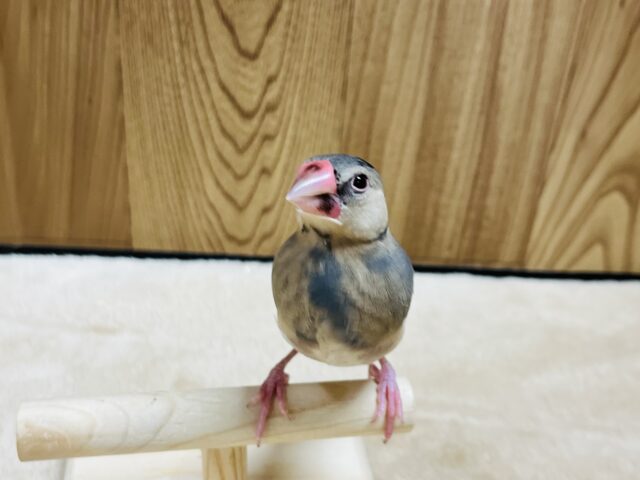 桜文鳥
