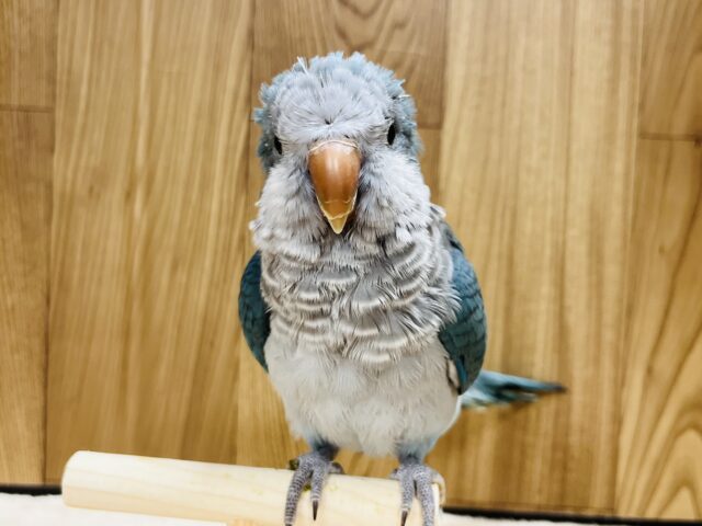 オキナインコ