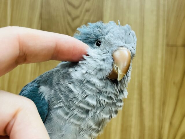 オキナインコ