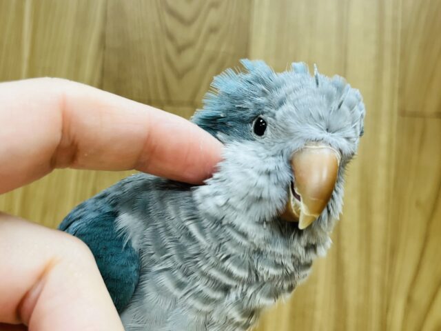 オキナインコ