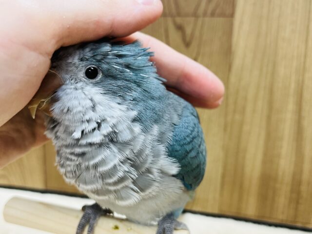 オキナインコ