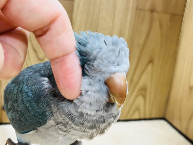 オキナインコ