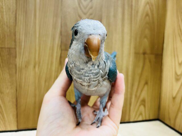 オキナインコ
