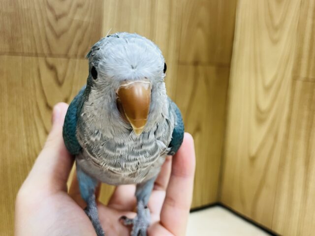 オキナインコ
