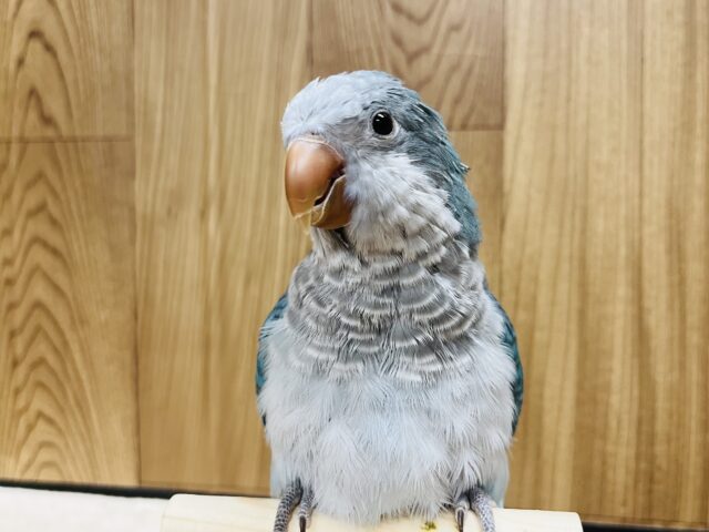 オキナインコ