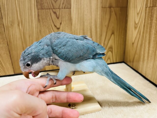 オキナインコ