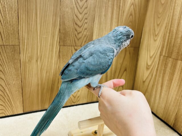 オキナインコ