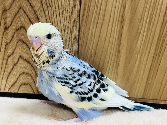 ジャンボセキセイインコ