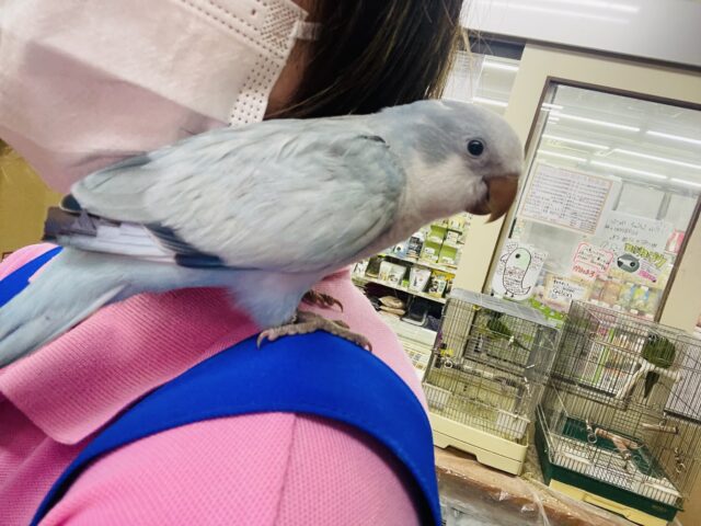 オキナインコ