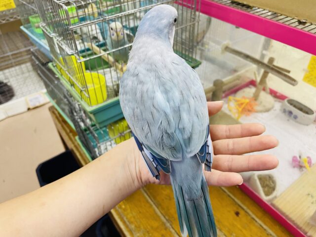 オキナインコ