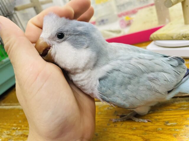 オキナインコ