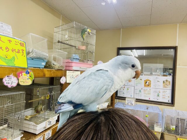 オキナインコ