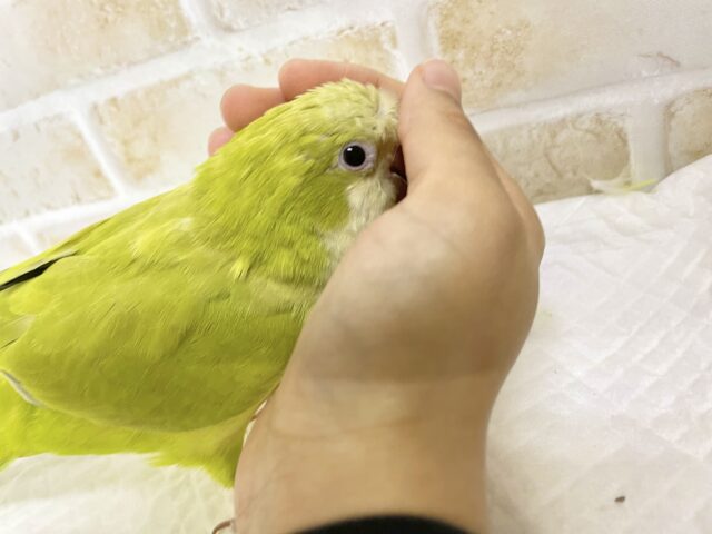 オキナインコ