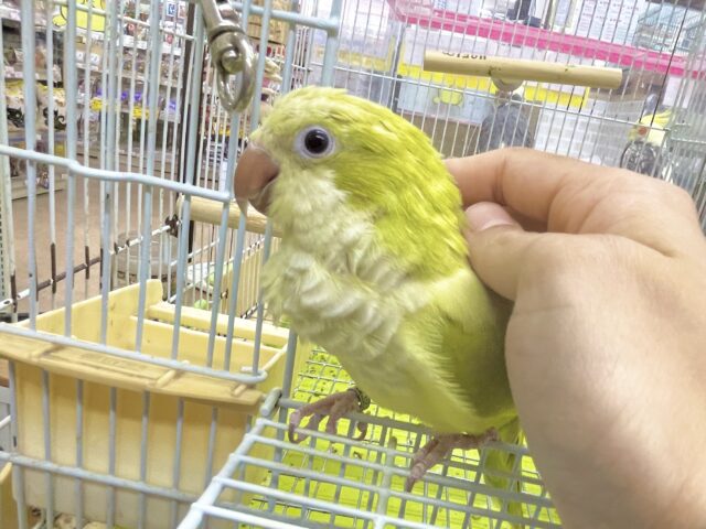オキナインコ